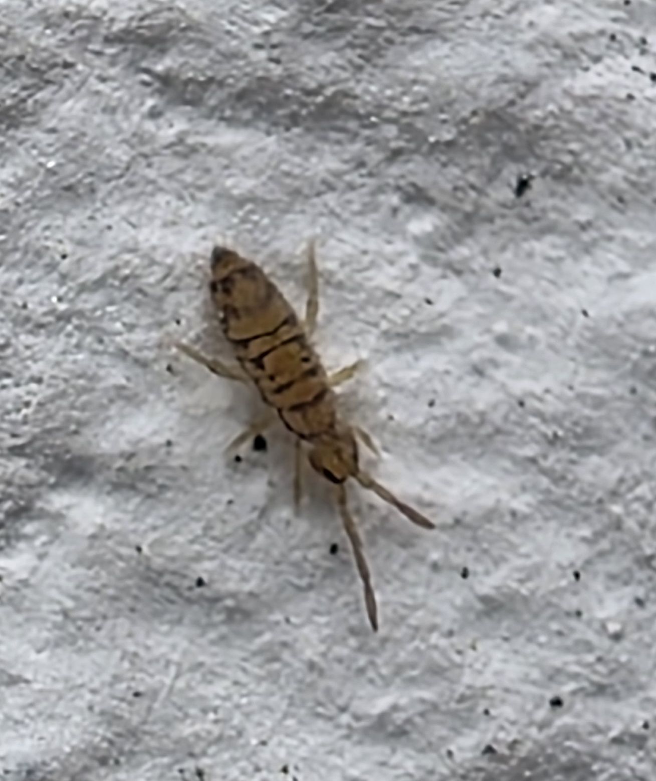Entomobrya multifasciata (Tullberg, 1871)
