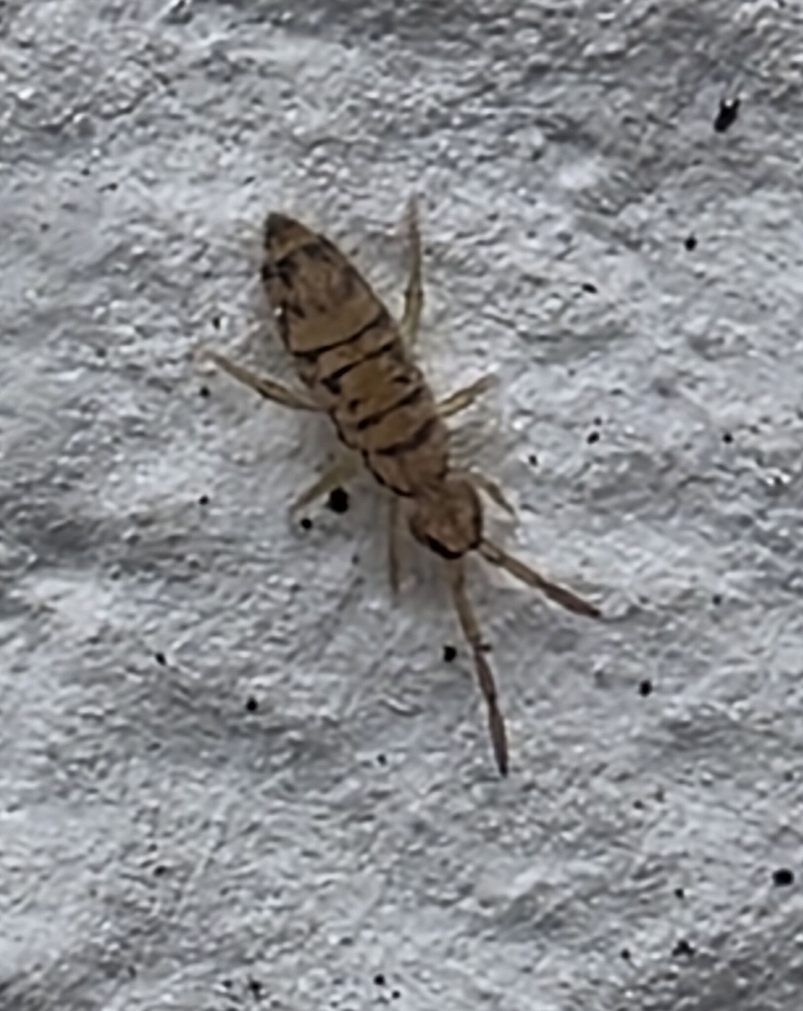 Entomobrya multifasciata (Tullberg, 1871)