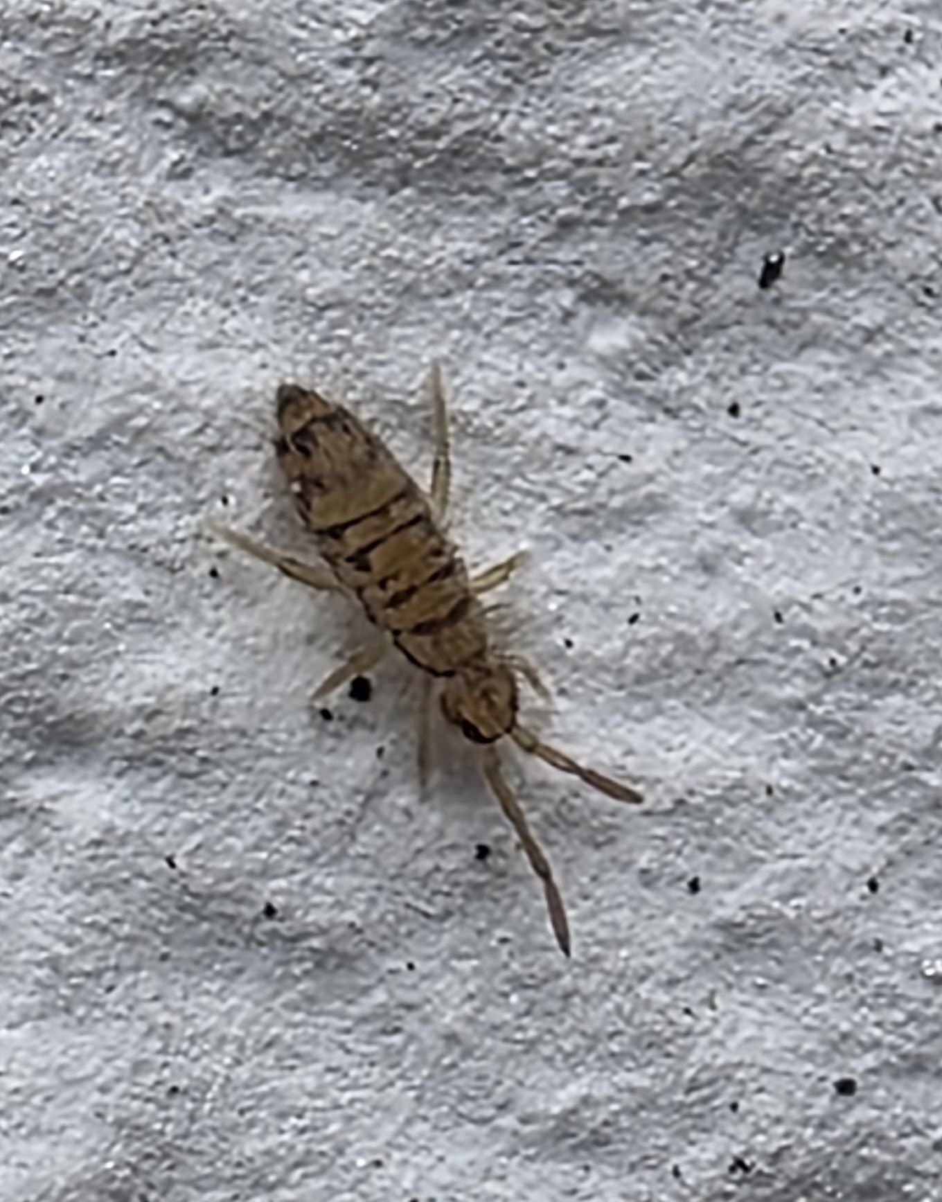 Entomobrya multifasciata (Tullberg, 1871)