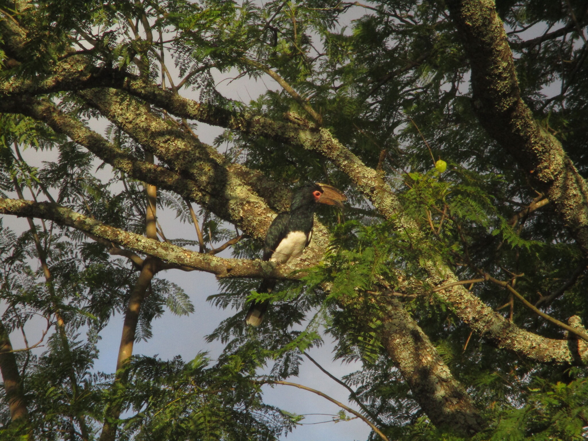 Trumpeter Hornbill (Bycanistes bucinator), photo 10