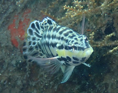 Harlequin Bass photo 5