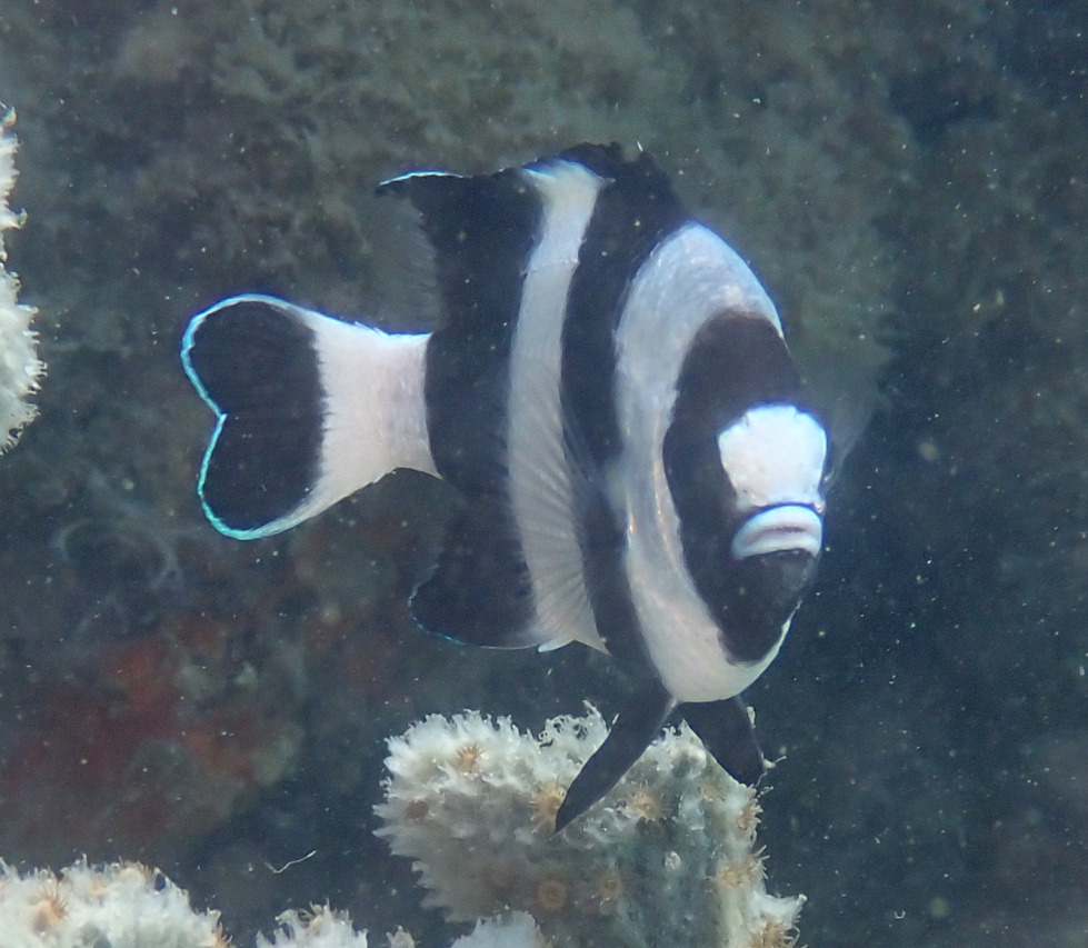 Black tail humbug (Dascyllus melanurus) — Pomacentridae