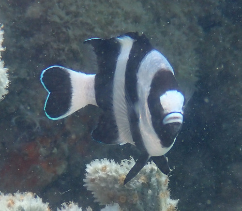 Black tail humbug (Dascyllus melanurus) — Pomacentridae