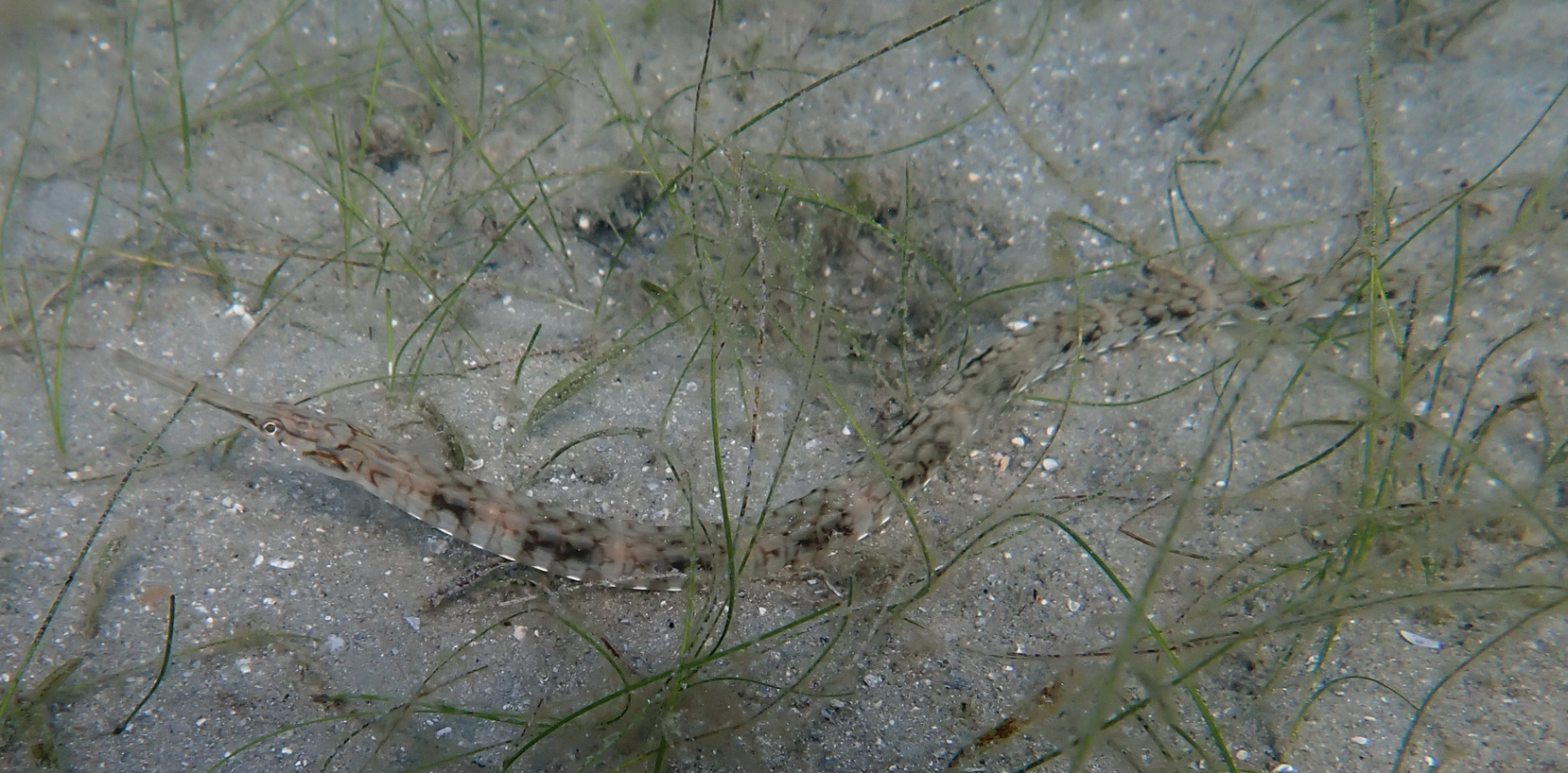 Chain Pipefish photo 4