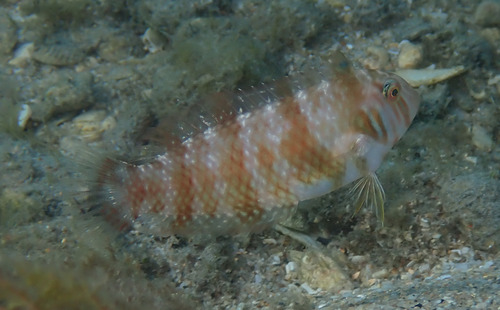 Green razorfish (Xyrichtys splendens) — Labridae