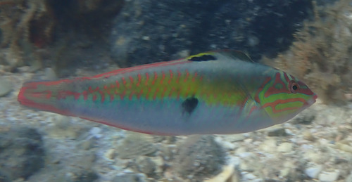 Clown wrasse (Halichoeres maculipinna) — Labridae — 4