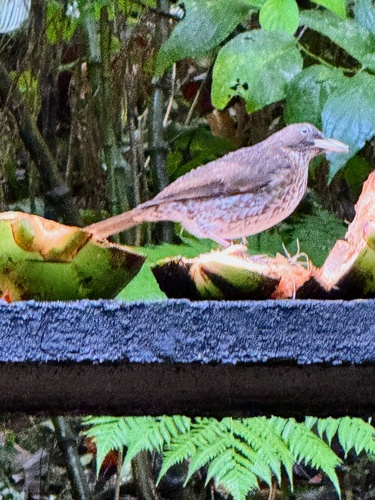 Pearly-eyed Thrasher (Margarops fuscatus)