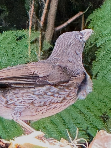 Pearly-eyed Thrasher (Margarops fuscatus), photo 2
