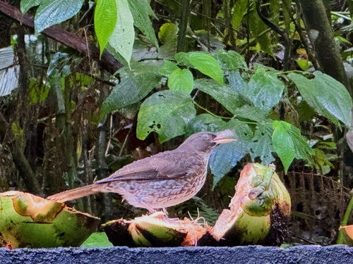 Pearly-eyed Thrasher (Margarops fuscatus), photo 9