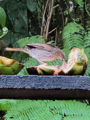 Pearly-eyed Thrasher (Margarops fuscatus), photo 10