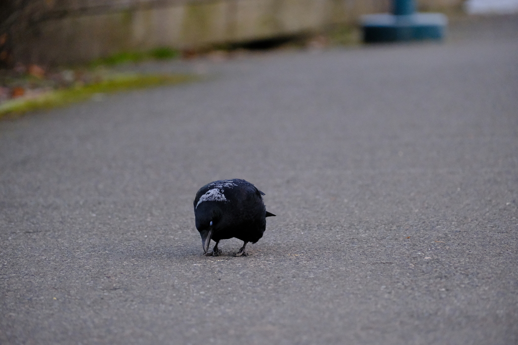 January Crow American Crow from Kennydale, Renton, WA 98056, USA on January 25, 2026 ...