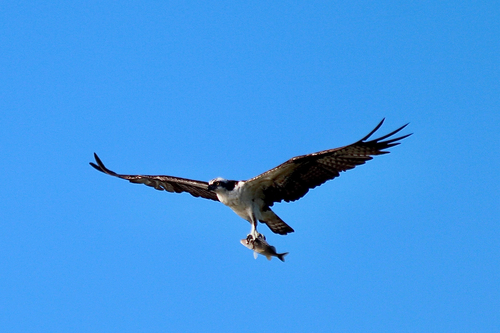 Osprey