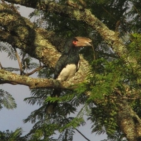 Trumpeter Hornbill (Bycanistes bucinator), photo 1
