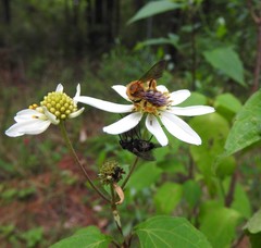 Montanoa frutescens