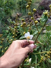 Swartzia macrostachya