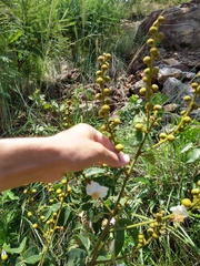 Swartzia macrostachya