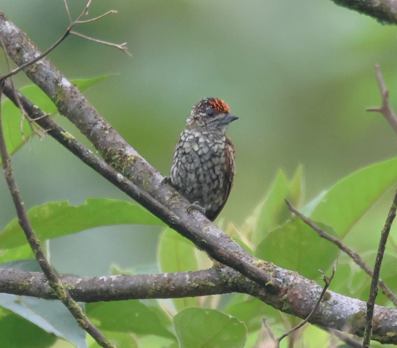 Scaled Piculet (Picumnus squamulatus), photo 5