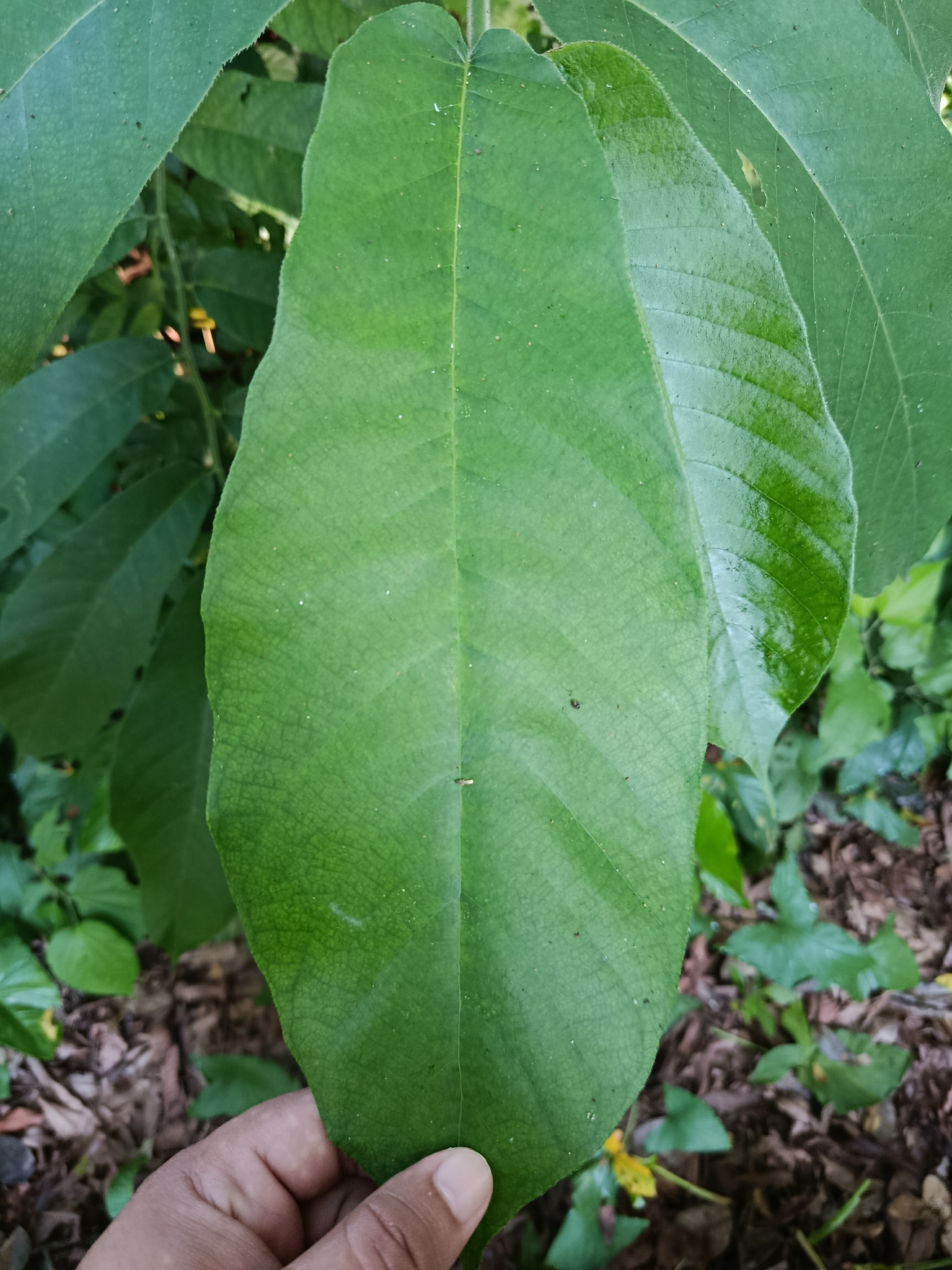 Panama Rubbertree (Castilla elastica)