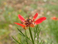 Adonis flammea