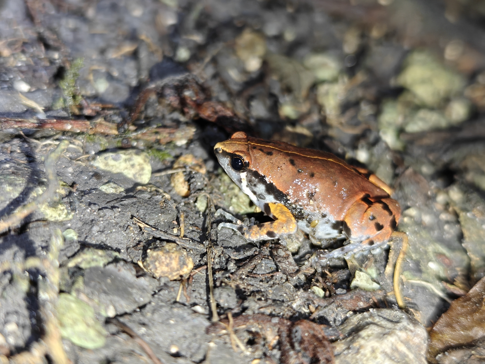 Hypopachus guancasco