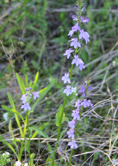 Lobelia gattingeri
