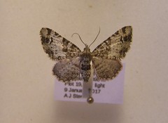 Pasiphila bilineolata