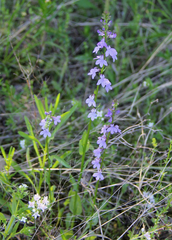 Lobelia gattingeri