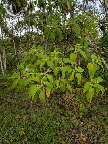 Scalesia pedunculata, photograph 5