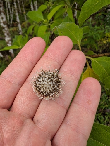 Scalesia pedunculata, photograph 6