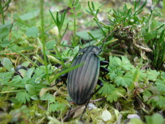 Carabus melancholicus