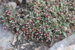 Paronychia albomarginata