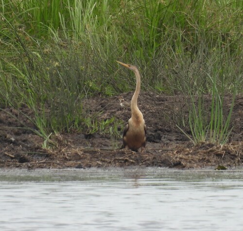 iNaturalist: (c) Hendrik McCarthy, some rights reserved (CC BY-NC), uploaded by Hendrik McCarthy iNaturalist image