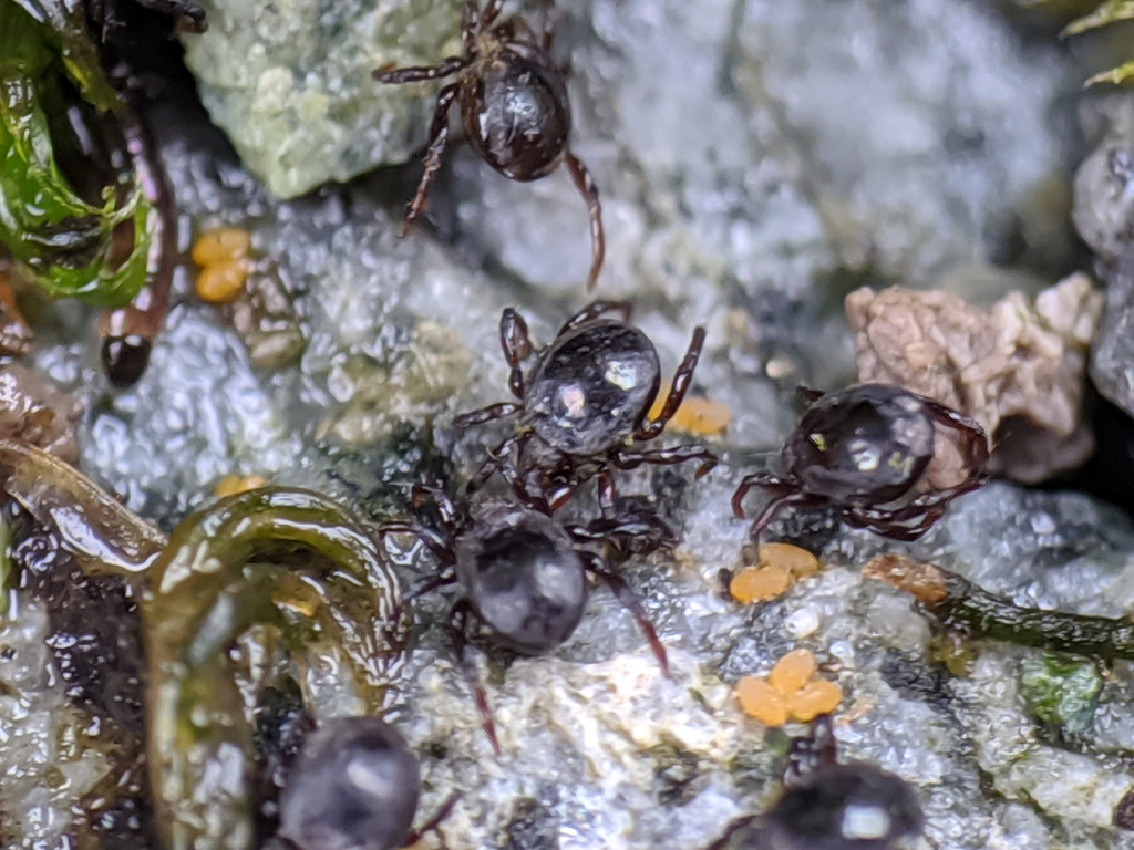 Podacaridae