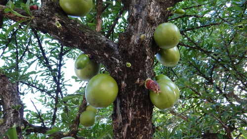 Crescentia alata - Whole tree