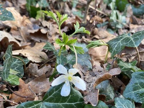 Anemone nemorosa