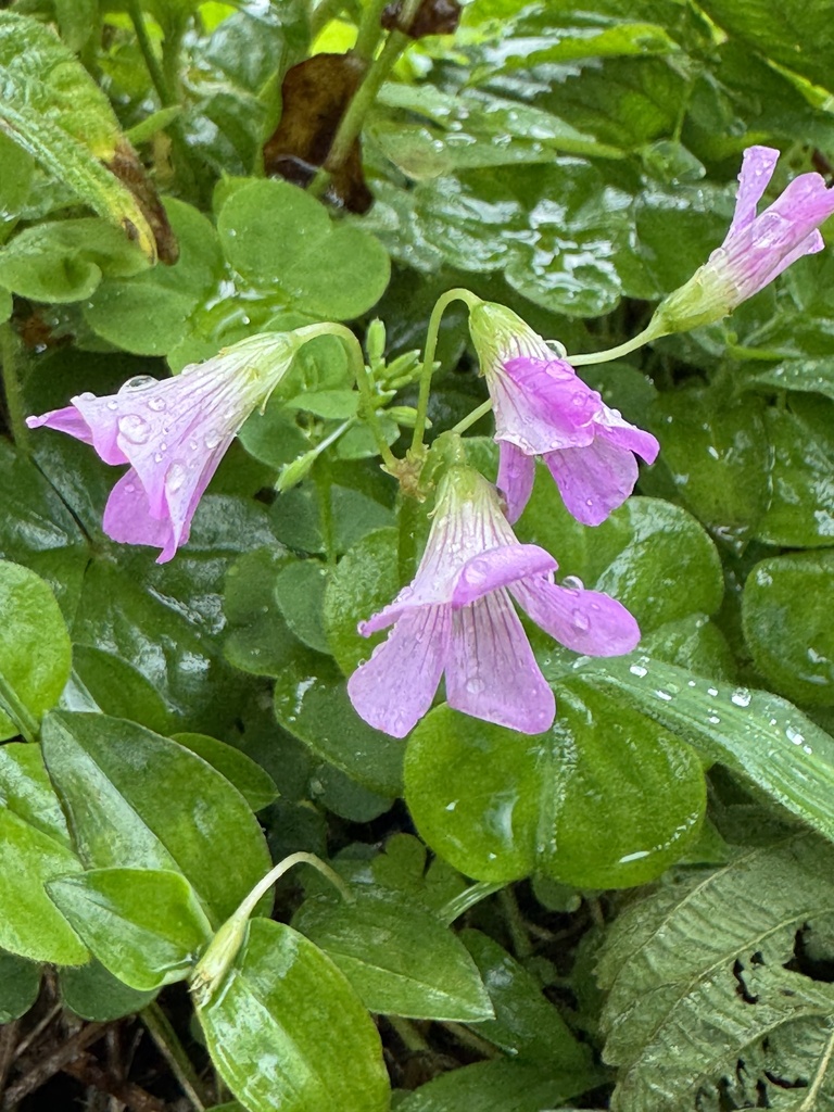 Chua me đất hoa đỏ – Oxalis debilis