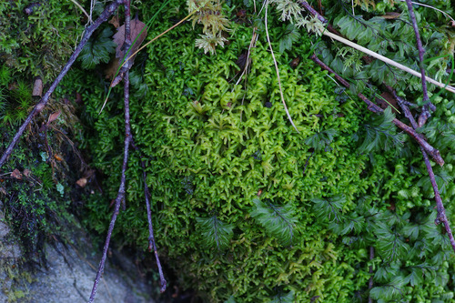 Rock Fingerwort (Lepidozia cupressina)