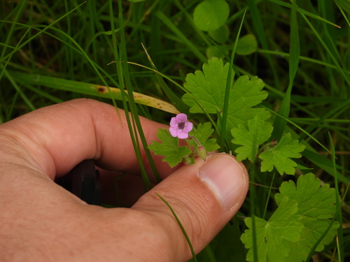 Roundleaf geranium (Geranium rotundifolium)