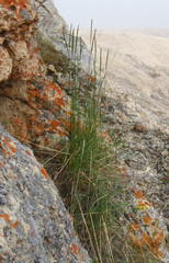 Elymus macrourus