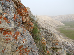 Elymus macrourus