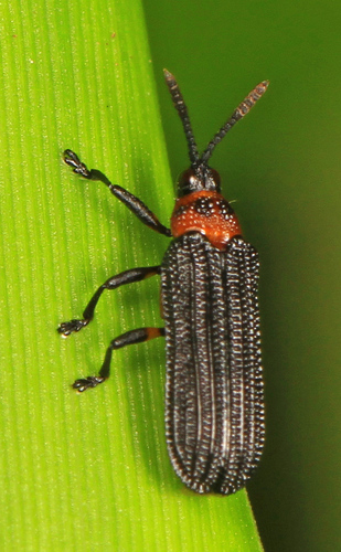 Chalepus bicolor photo 2