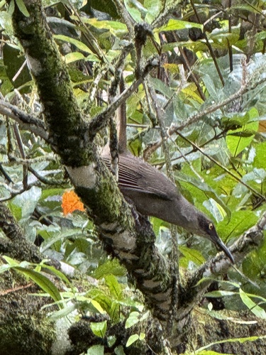 Grey Trembler (Cinclocerthia gutturalis)