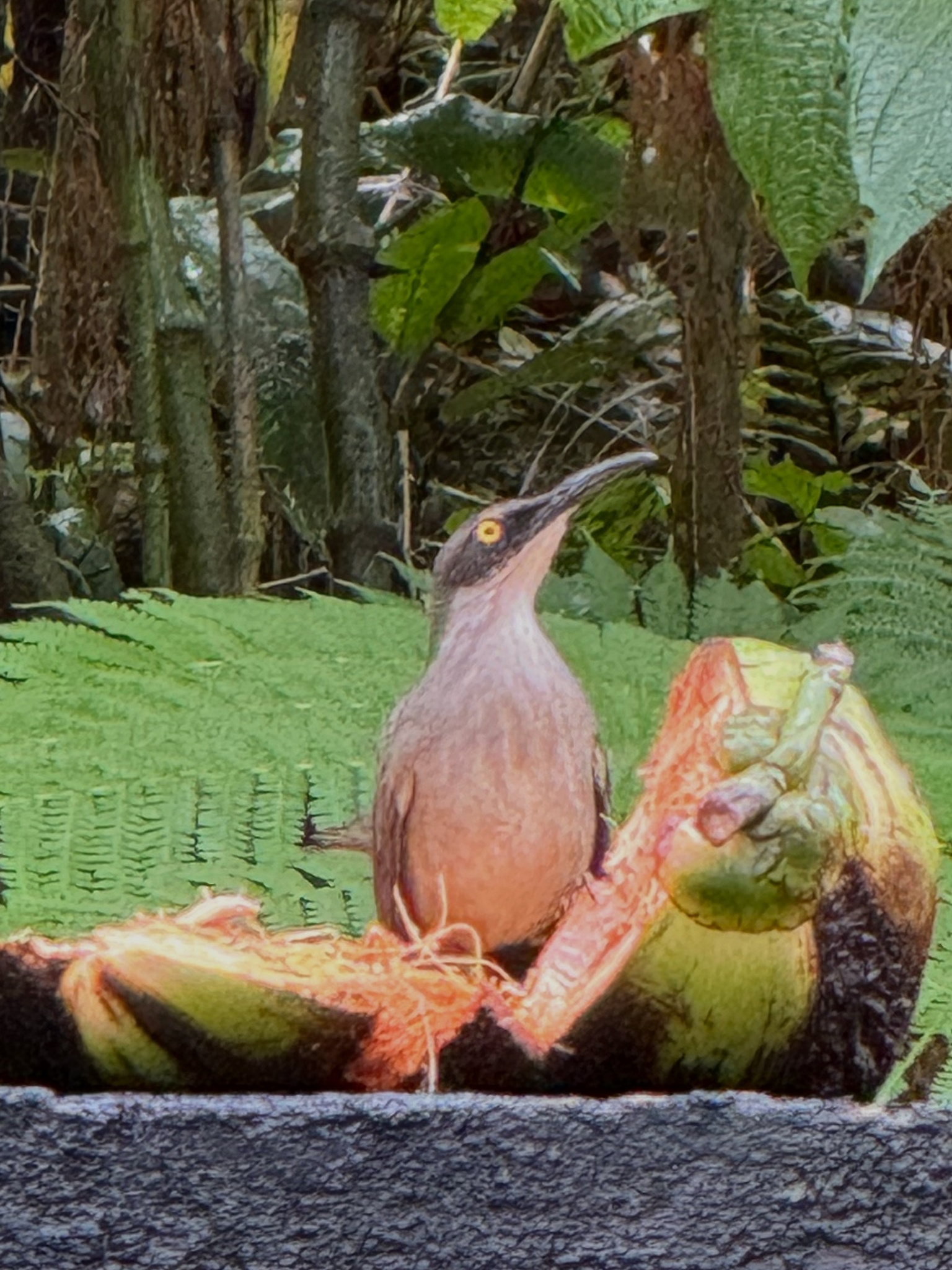 Grey Trembler (Cinclocerthia gutturalis), photo 2