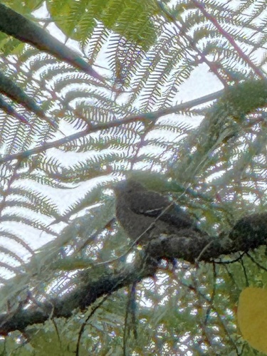 Scaly-breasted Thrasher (Allenia fusca), photo 2