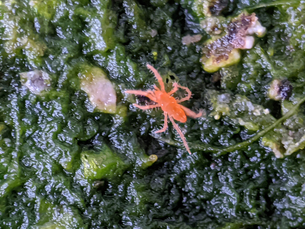 Rhagidia