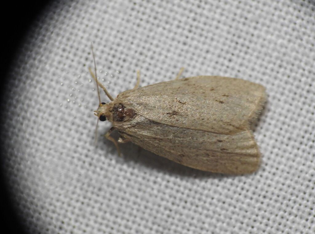 Apaidia rufeola