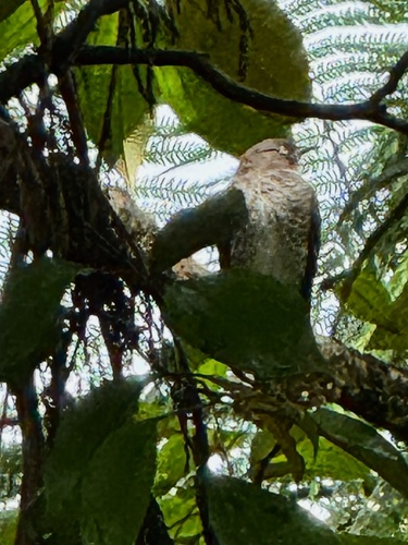 Scaly-breasted Thrasher (Allenia fusca), photo 1