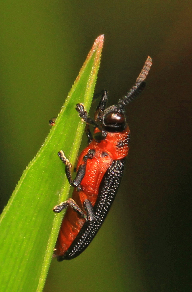 Chalepus bicolor