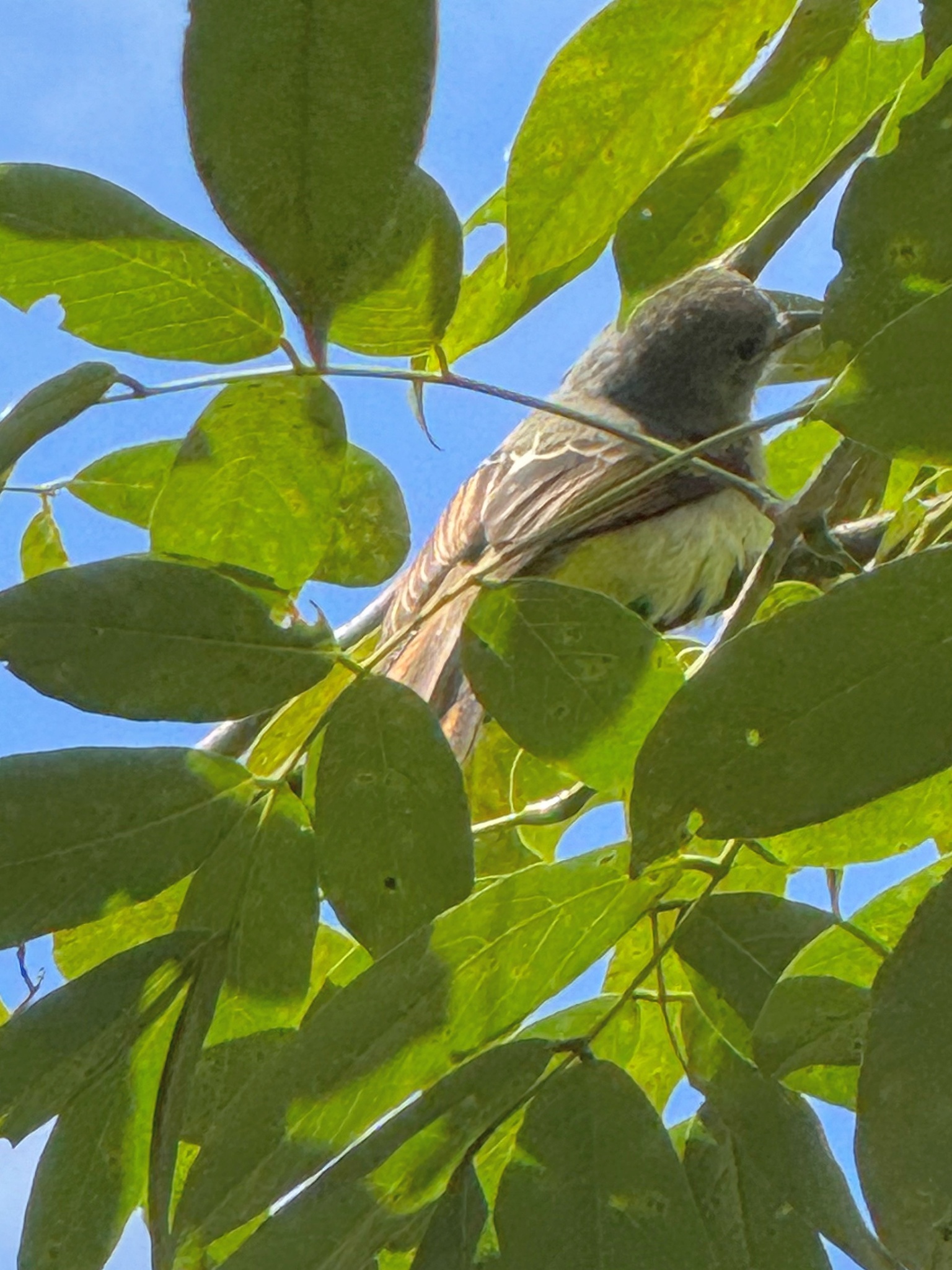 Lesser Antillean Flycatcher (Myiarchus oberi), photo 1