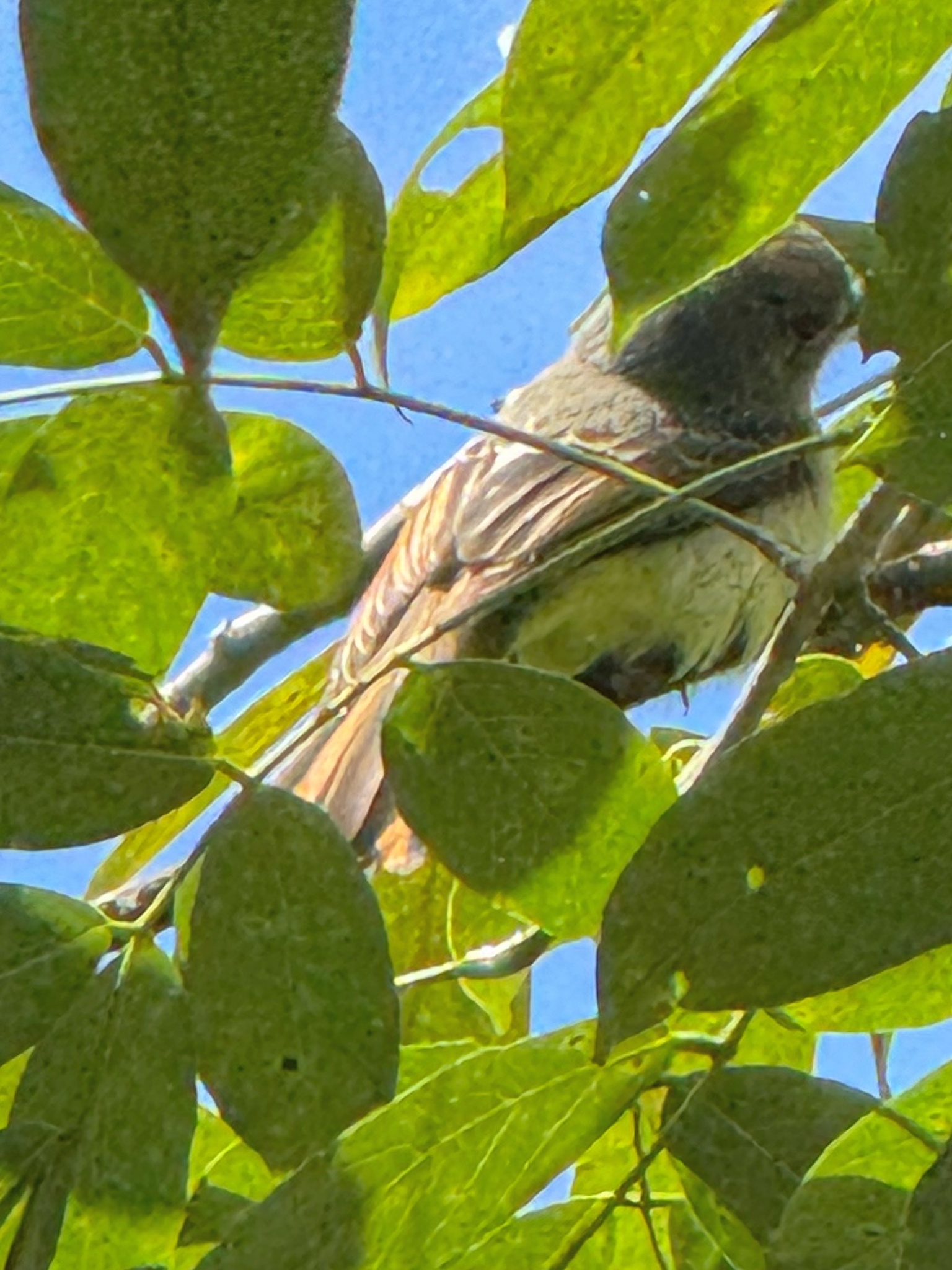 Lesser Antillean Flycatcher (Myiarchus oberi), photo 2